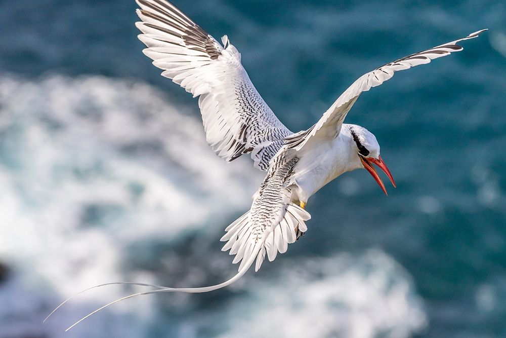 Art Print: Caribbean-Little Tobago Island Red-billed tropicbird in flight 