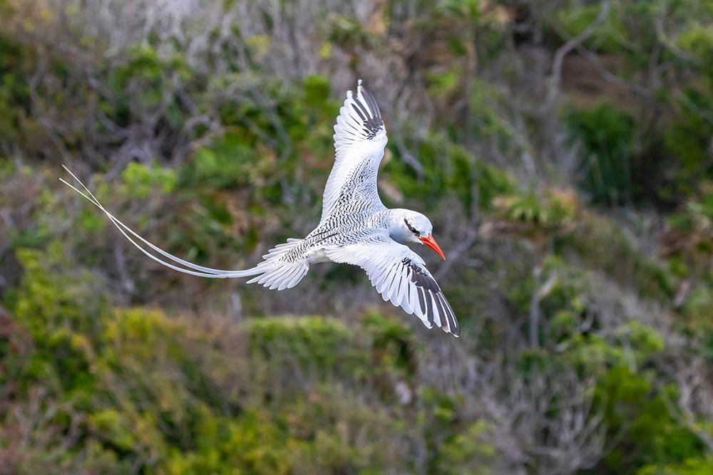 Art Print: Caribbean-Little Tobago Island Red-billed tropicbird in flight 