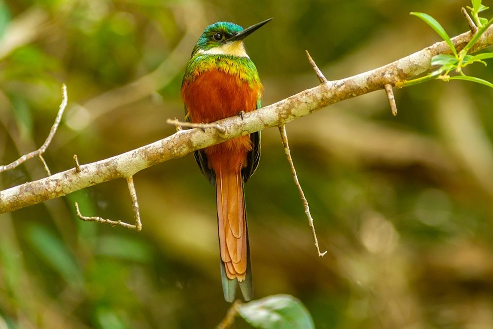 Art Print: Caribbean-Tobago Rufous-tailed jacamar bird on limb 