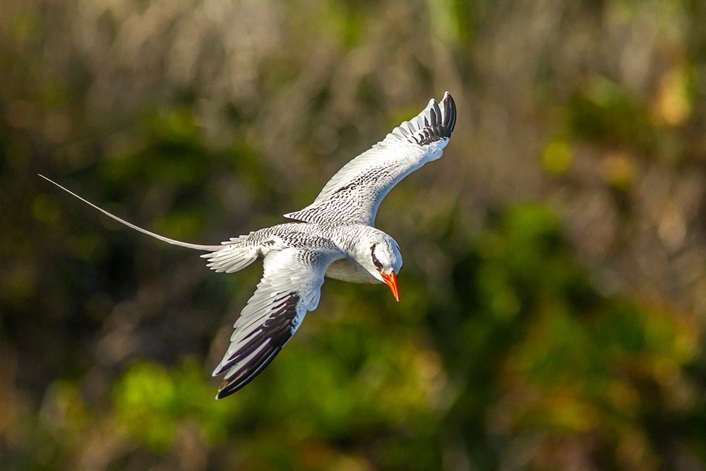 Art Print: Caribbean-Little Tobago Island Red-billed tropicbird in flight 
