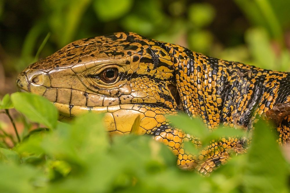 Art Print: Caribbean-Trinidad-Asa Wright Nature Center Tegu lizard close-up 