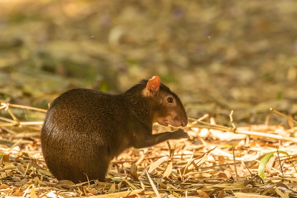 Art Print: Caribbean-Trinidad-Asa Wright Nature Center Agouti eating 