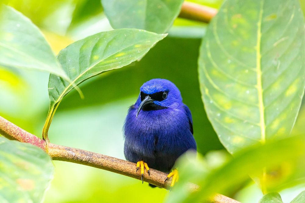 Art Print: Caribbean-Trinidad-Asa Wright Nature Center Male purple honeycreeper on limb 