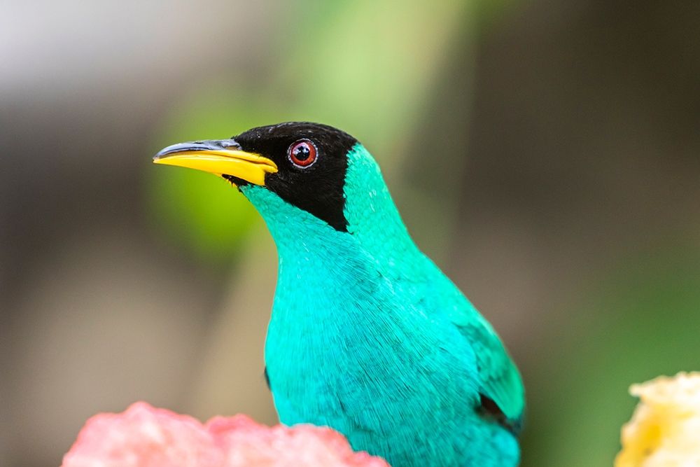 Art Print: Caribbean-Trinidad-Asa Wright Nature Center Male green honeycreeper bird close-up 