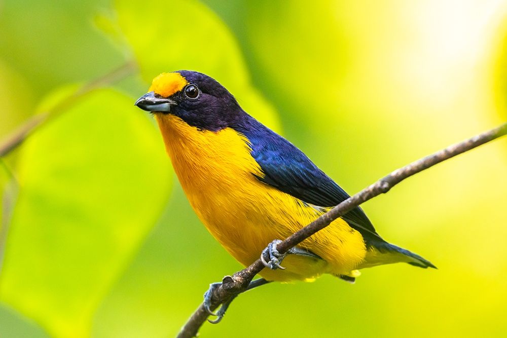 Art Print: Caribbean-Trinidad-Asa Wright Nature Center Euphonia bird on limb 