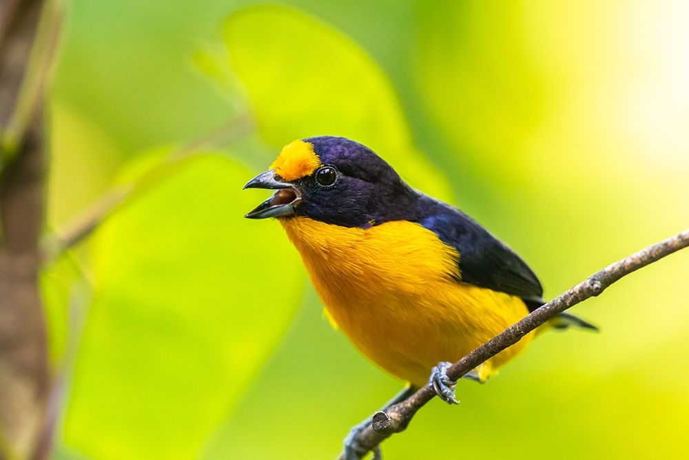 Art Print: Caribbean-Trinidad-Asa Wright Nature Center Euphonia bird on limb calling 