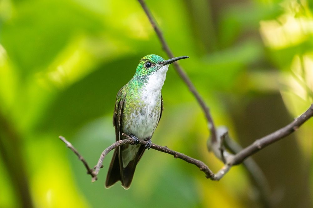 Art Print: Caribbean-Trinidad-Asa Wright Nature Center White-chested emerald hummingbird on limb 