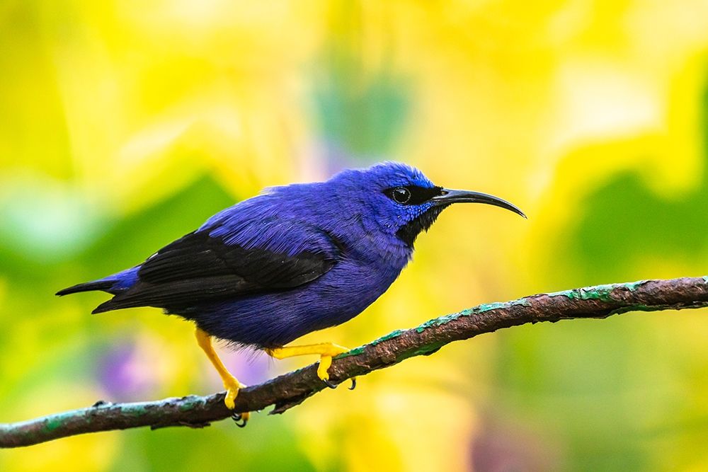 Art Print: Caribbean-Trinidad-Asa Wright Nature Center Male purple honeycreeper on limb 