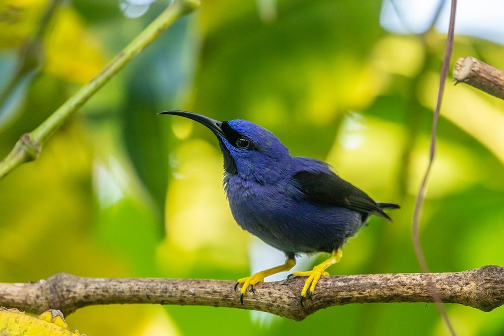 Art Print: Caribbean-Trinidad-Asa Wright Nature Center Male purple honeycreeper on limb 