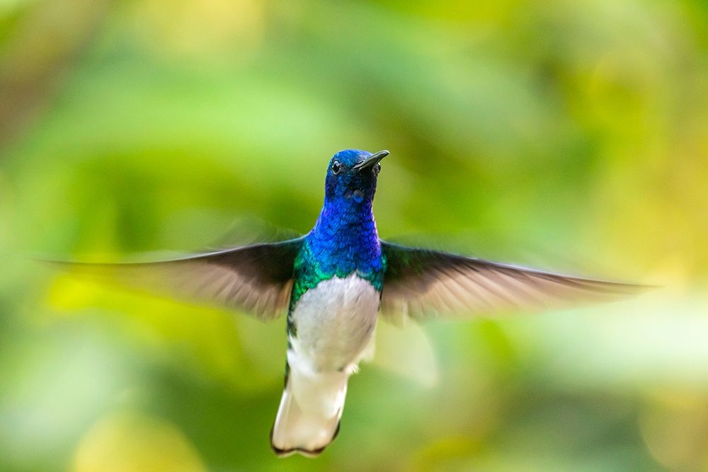 Art Print: Caribbean-Trinidad-Asa Wright Nature Center Male white-necked jacobin hummingbird hovering 