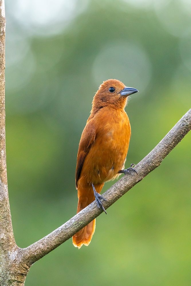 Art Print: Caribbean-Trinidad-Asa Wright Nature Center Female white-lined tanager bird on limb 