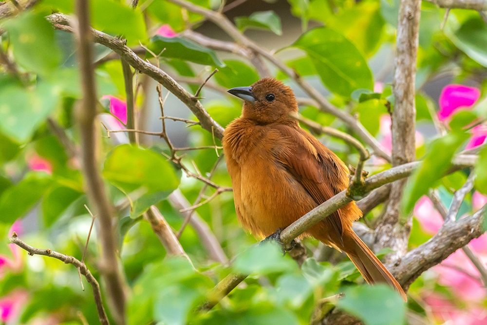 Art Print: Caribbean-Trinidad-Asa Wright Nature Center Female white-lined tanager bird on limb 