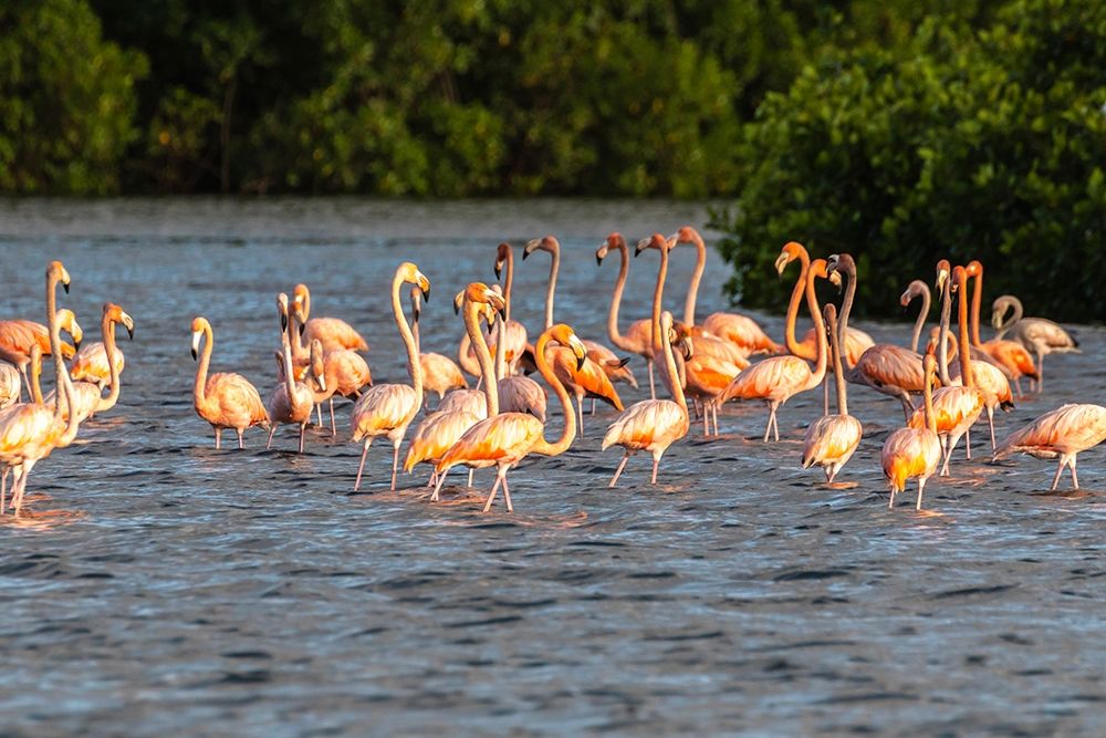 Art Print: Caribbean-Trinidad-Caroni Swamp American greater flamingoes in water 