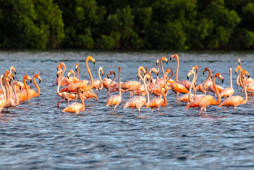 Art Print: Caribbean-Trinidad-Caroni Swamp American greater flamingos in water 