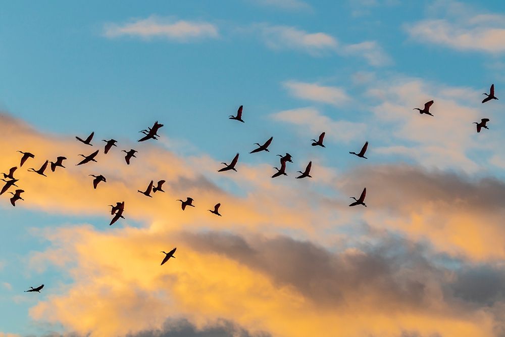 Wall art: Caribbean-Trinidad-Caroni Swamp Scarlet ibis birds in flight at sunset , by Jaynes Gallery