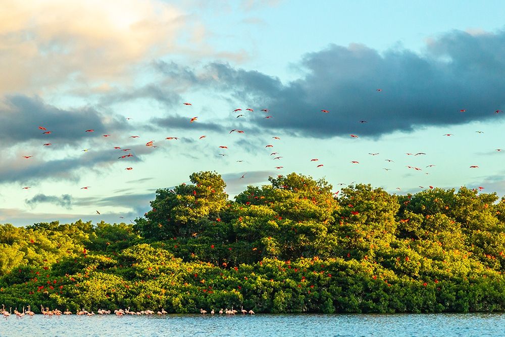 Art Print: Caribbean-Trinidad-Caroni Swamp Scarlet ibis birds in flight and flamingos in water 