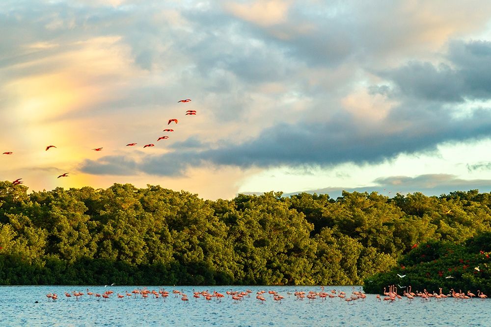 Art Print: Caribbean-Trinidad-Caroni Swamp Scarlet ibis birds in flight and flamingos in water 