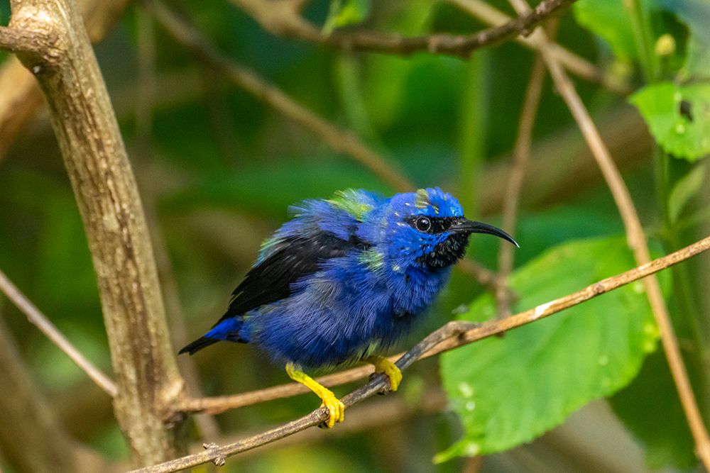 Art Print: Trinidad. Purple honeycreeper male in Yerette refuge.