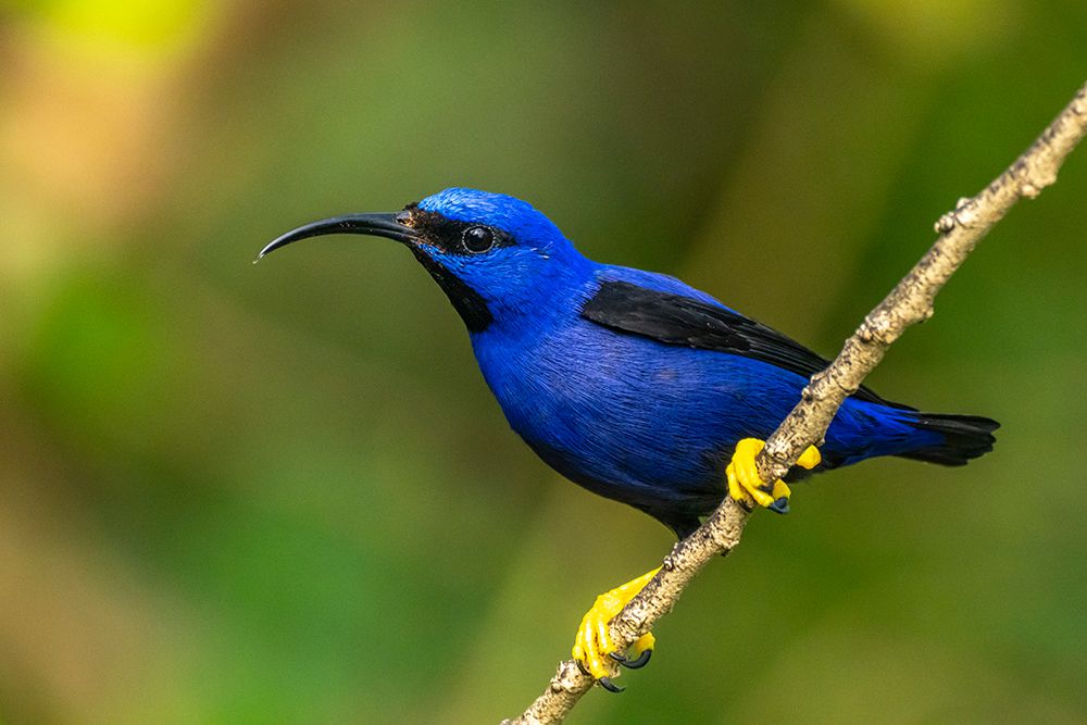Art Print: Trinidad. Purple honeycreeper male in Yerette refuge.