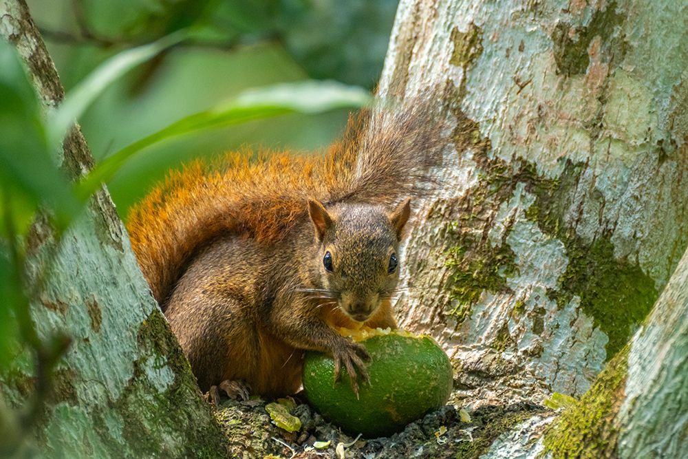 Art Print: Trinidad. Close-up of red-tailed squirrel in tree eating fruit.