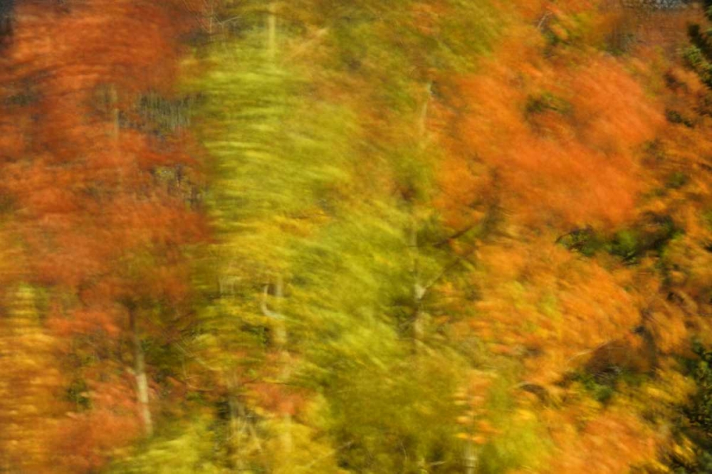 Art Print: Canada, Alberta, Banff NP Wind-blown poplars