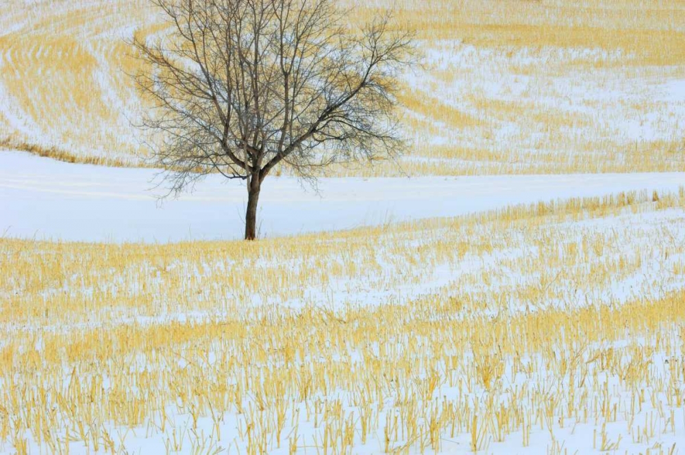 Wall art: Canada, Alberta Lone tree in snowy field, by Grandmaison, Mike