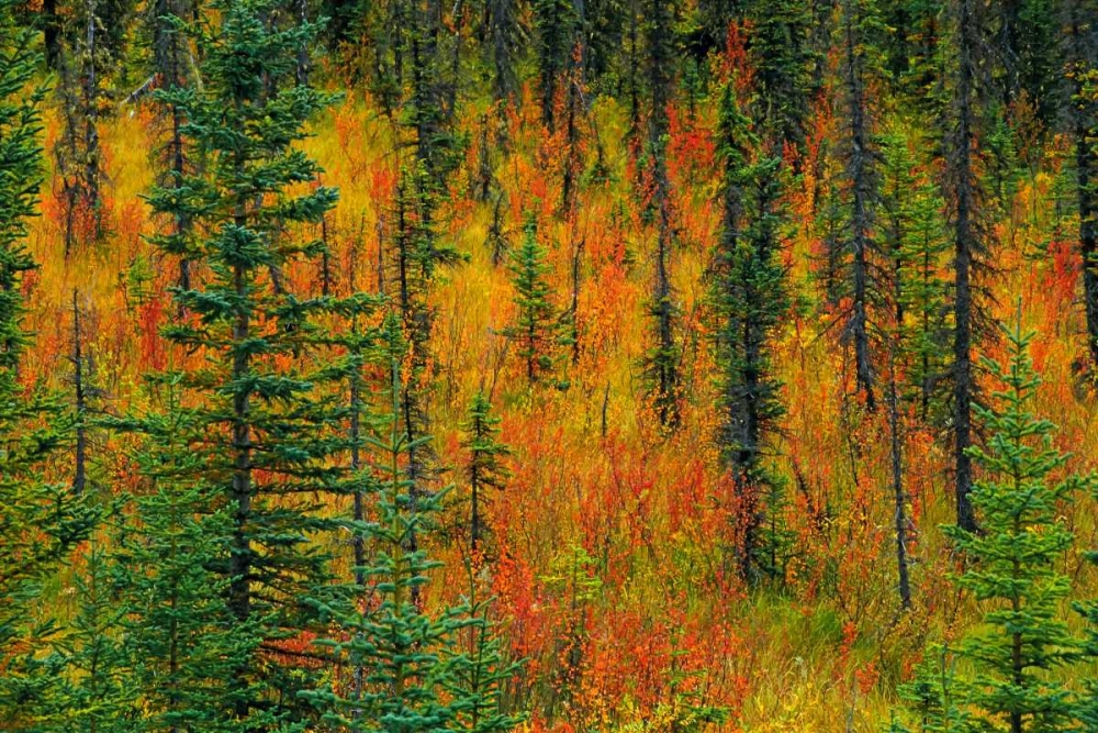 Art Print: Canada, Alberta Autumn in a meadow
