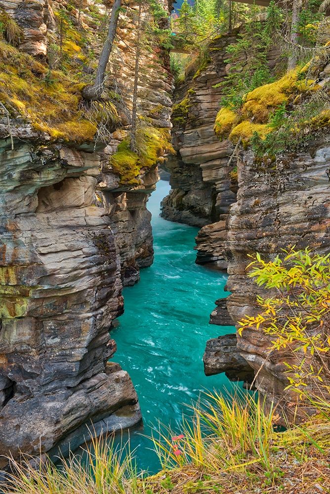 Art Print: Canada-Alberta-Jasper National Park Athabasca River at Athabasca Falls