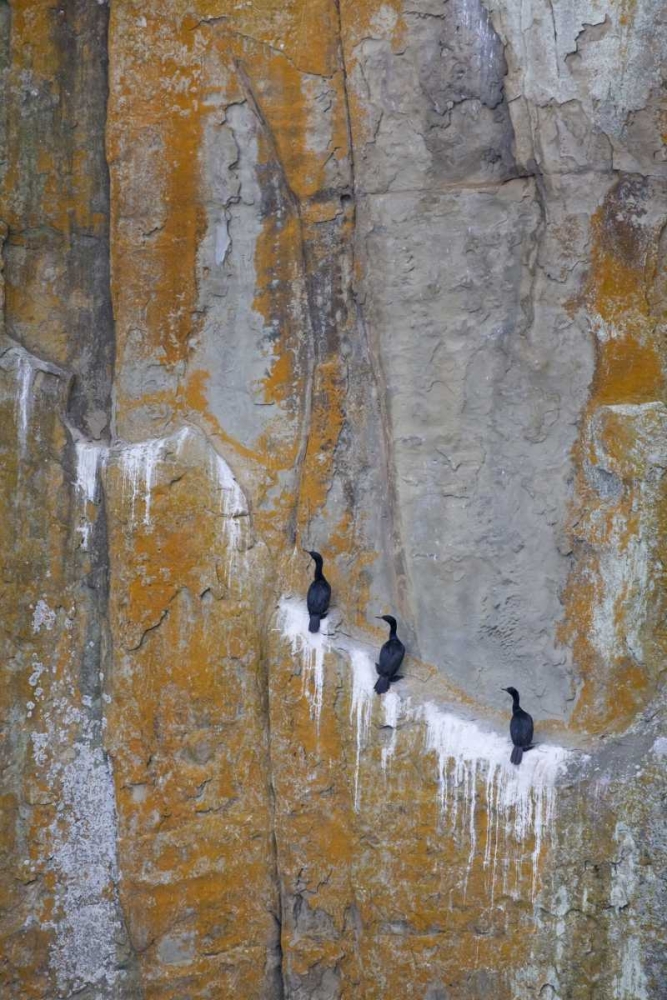 Wall Art Painting id:131895, Name: Canada, BC Double-crested cormorants, Artist: Paulson, Don