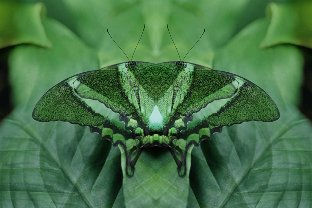 Art Print: Canada, Victoria, Green butterfly montage