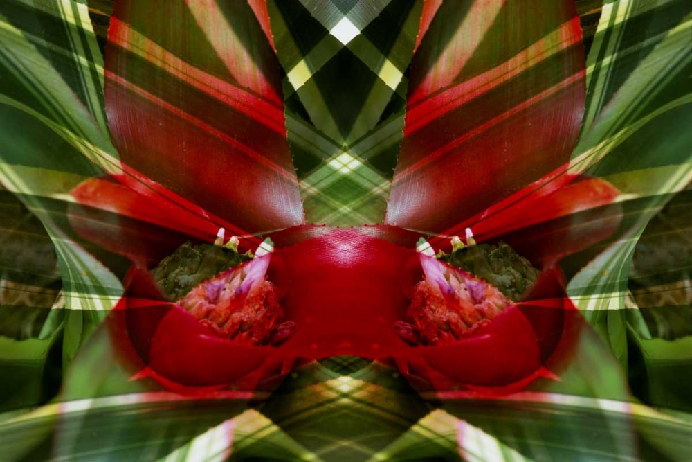 Art Print: Canada, Victoria Montage of bromeliad flower