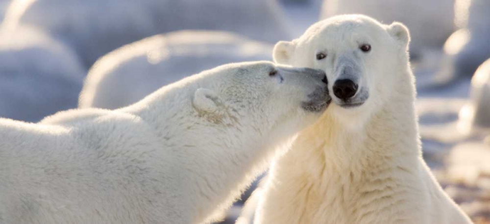 Art Print: Canada, Manitoba, Churchill Polar bear kiss