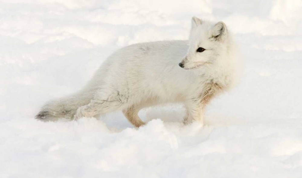Art Print: Canada, Manitoba, Hudson Bay Arctic fox in snow