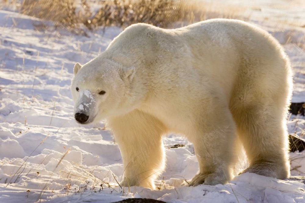 Art Print: Canada, Churchill Polar bear walking in snow