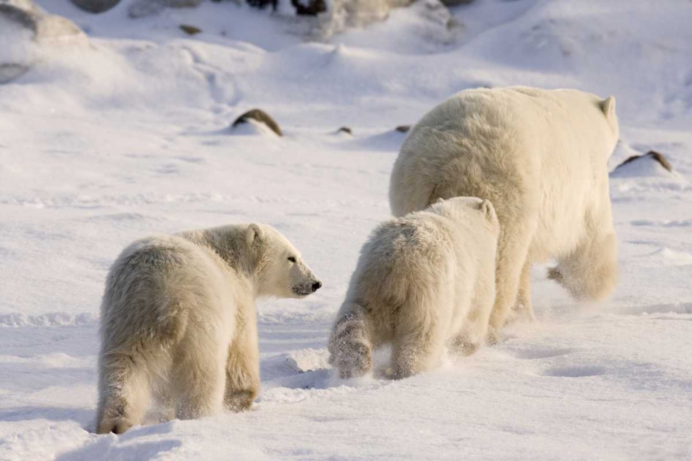 Art Print: Canada, Churchill Polar bear cubs follow mother