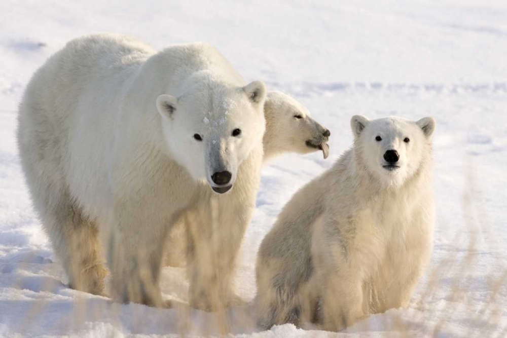 Art Print: Canada, Churchill Mother polar bear and two cubs