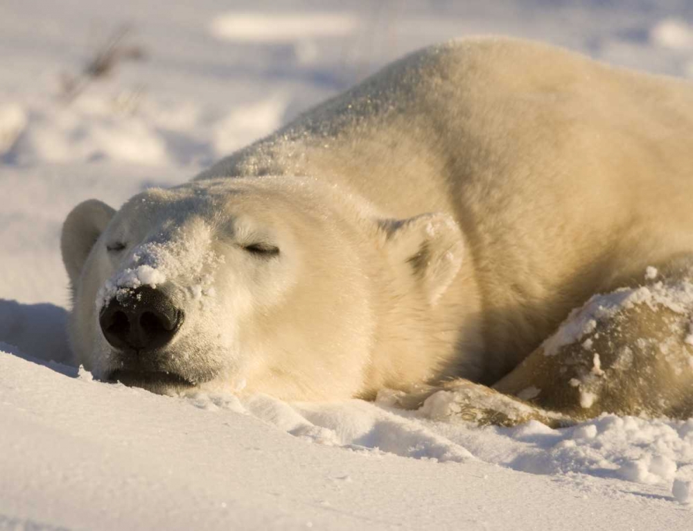 Art Print: Canada, Manitoba, Churchill Sleeping polar bear