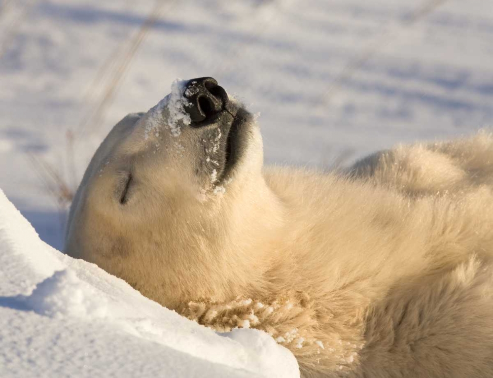 Art Print: Canada, Manitoba, Churchill Sleeping polar bear