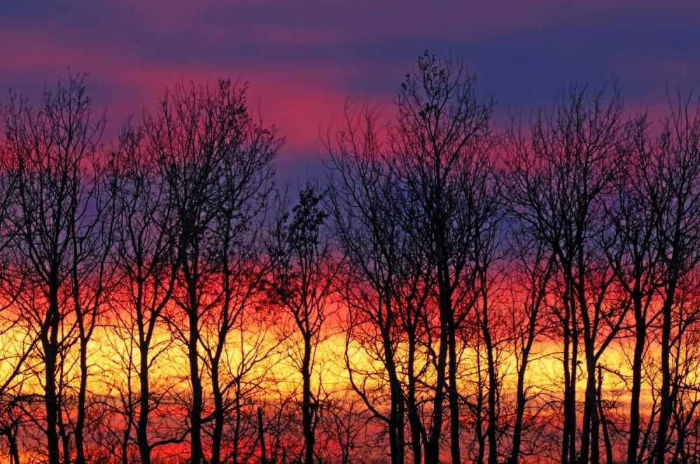 Art Print: Canada, Matclock Trees and clouds at sunrise
