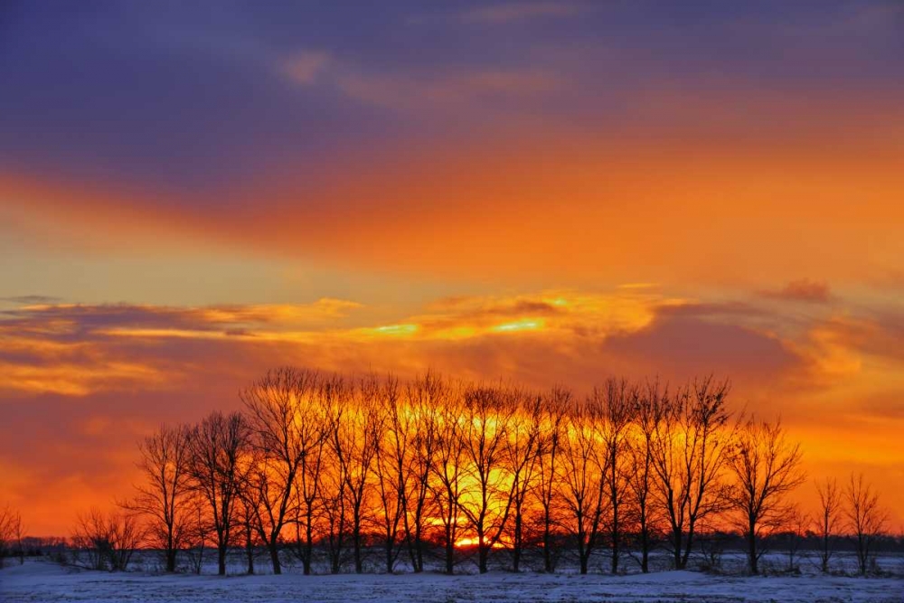 Art Print: Canada, Altona Trees at sunrise on the prairie
