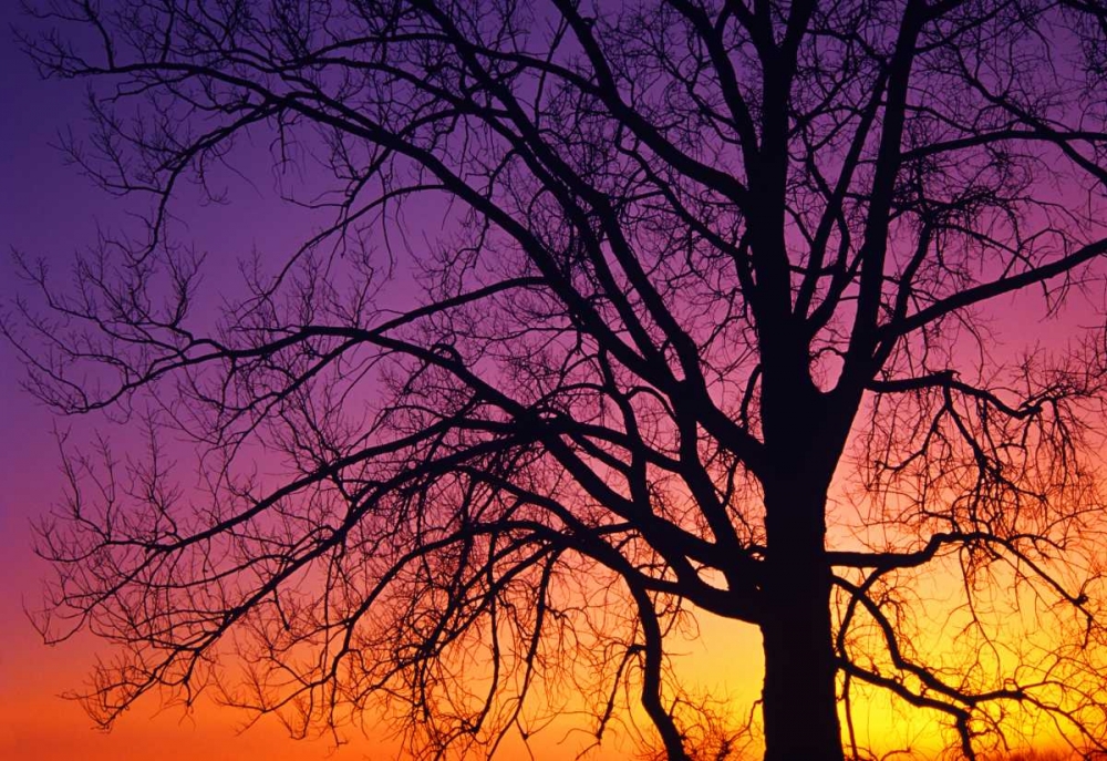 Art Print: Canada, Manitoba Cottonwood tree at sunset