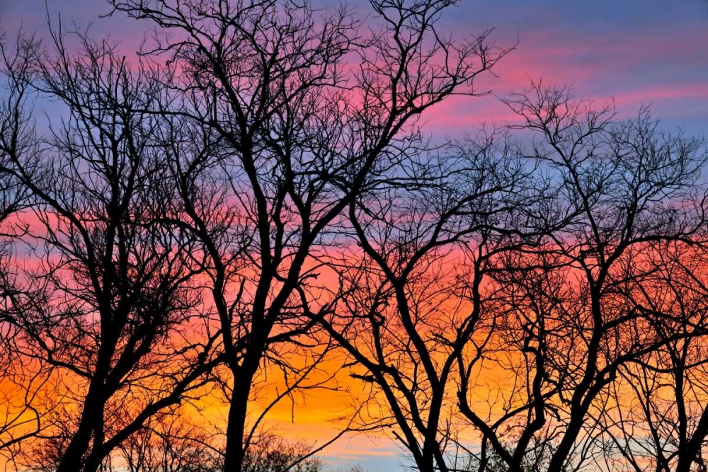 Art Print: Canada, Manitoba Trees at sunrise