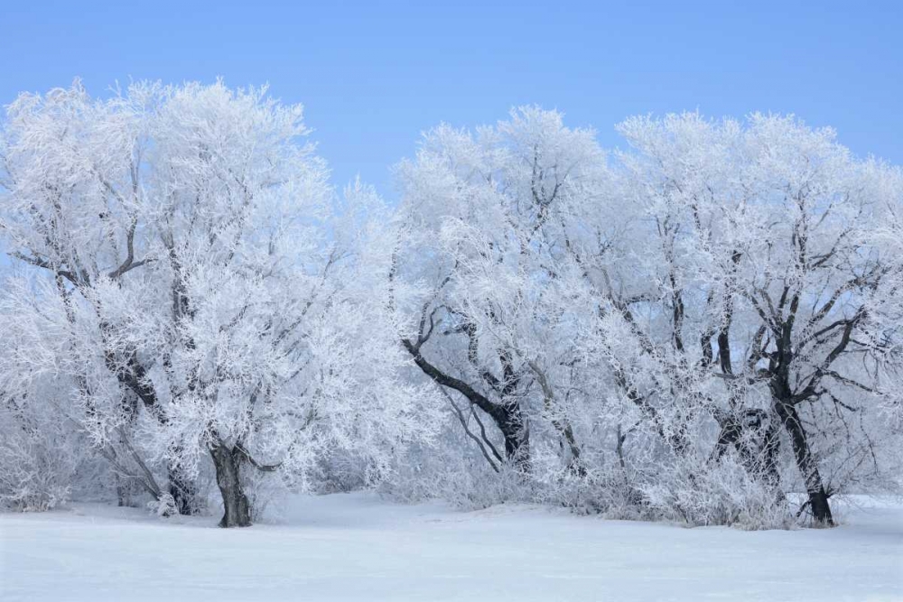 Wall art: Canada, Hazelridge Hoarfrost-covered trees, by Grandmaison, Mike