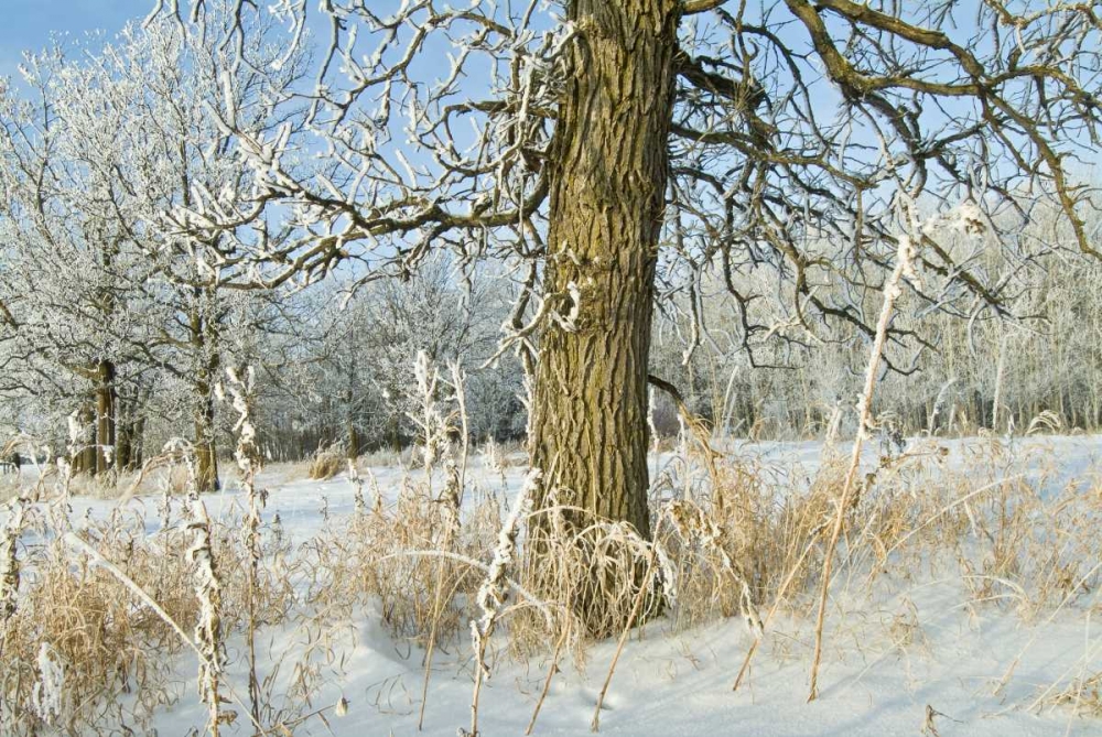 Art Print: Canada, Winnipeg Hoarfrost at Seine River edge