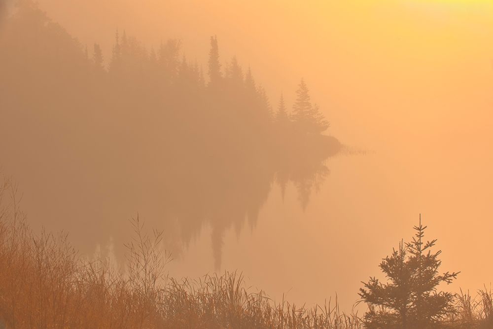 Art Print: Canada-Manitoba-Whiteshell Provincial Park-Trees and fog at sunrise at Lyons Lake