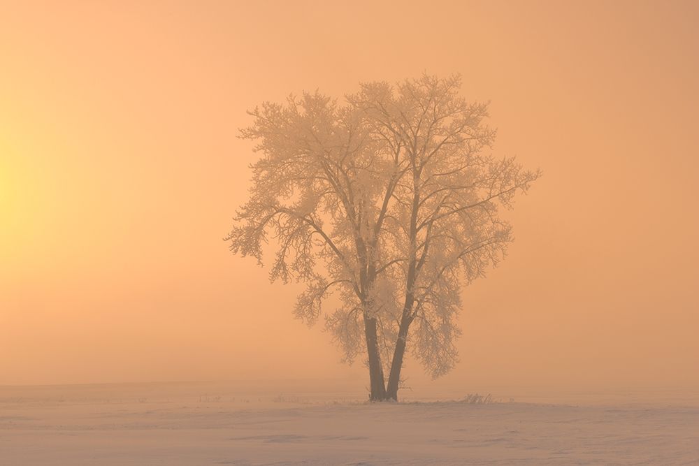 Art Print: Canada-Manitoba-Dugald Hoarfrost covered cottonwood tree in fog at sunrise