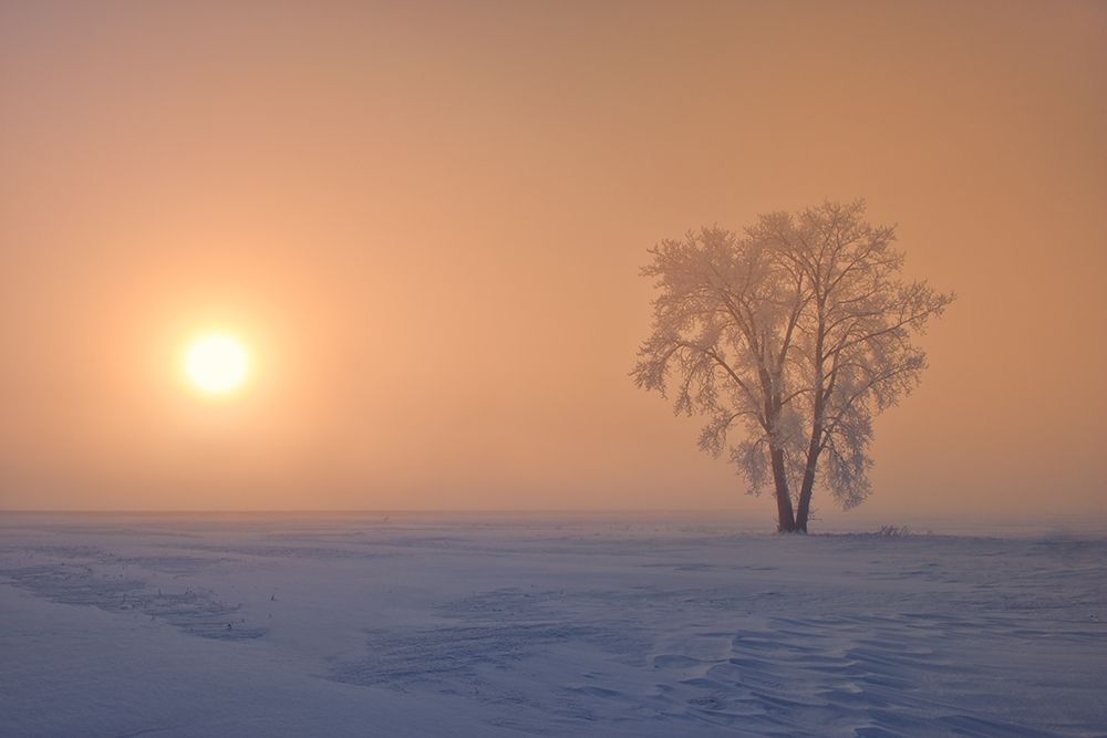 Art Print: Canada-Manitoba-Dugald Hoarfrost covered cottonwood tree in fog at sunrise