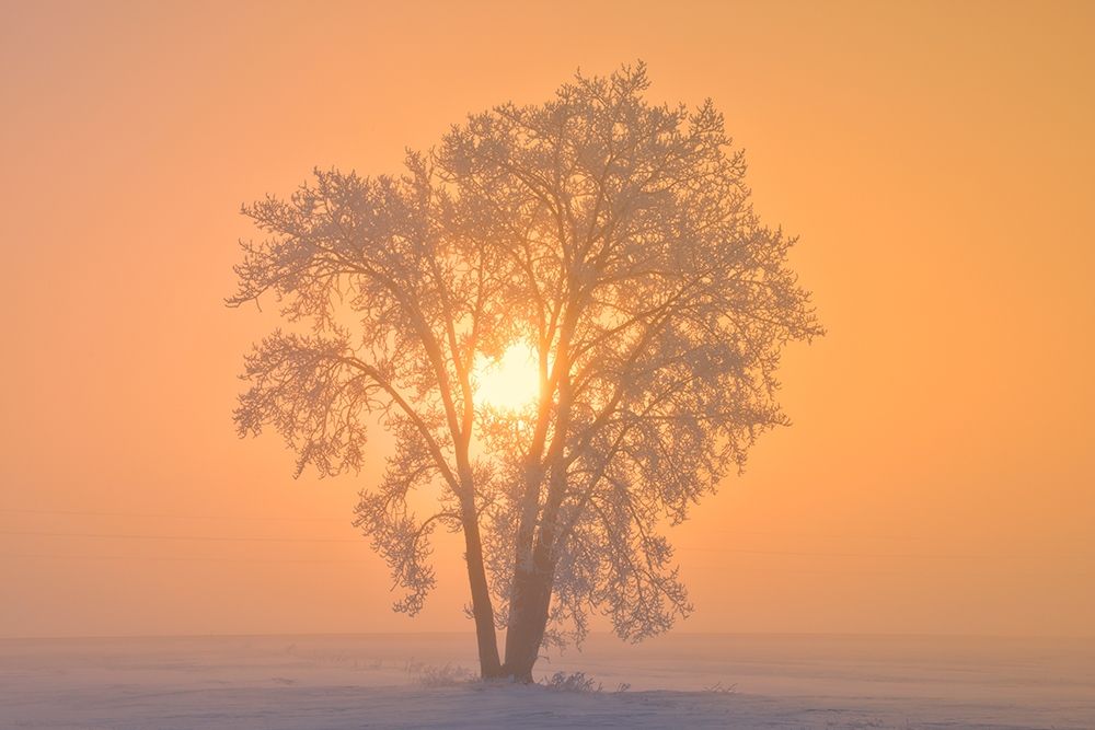 Art Print: Canada-Manitoba-Dugald Hoarfrost covered cottonwood tree in fog at sunrise