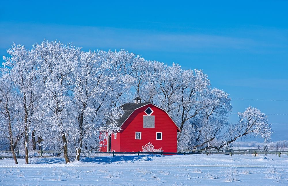 Art Print: Canada-Manitoba-Deacons Corner Red barn surrounded by trees covered with hoarfrost