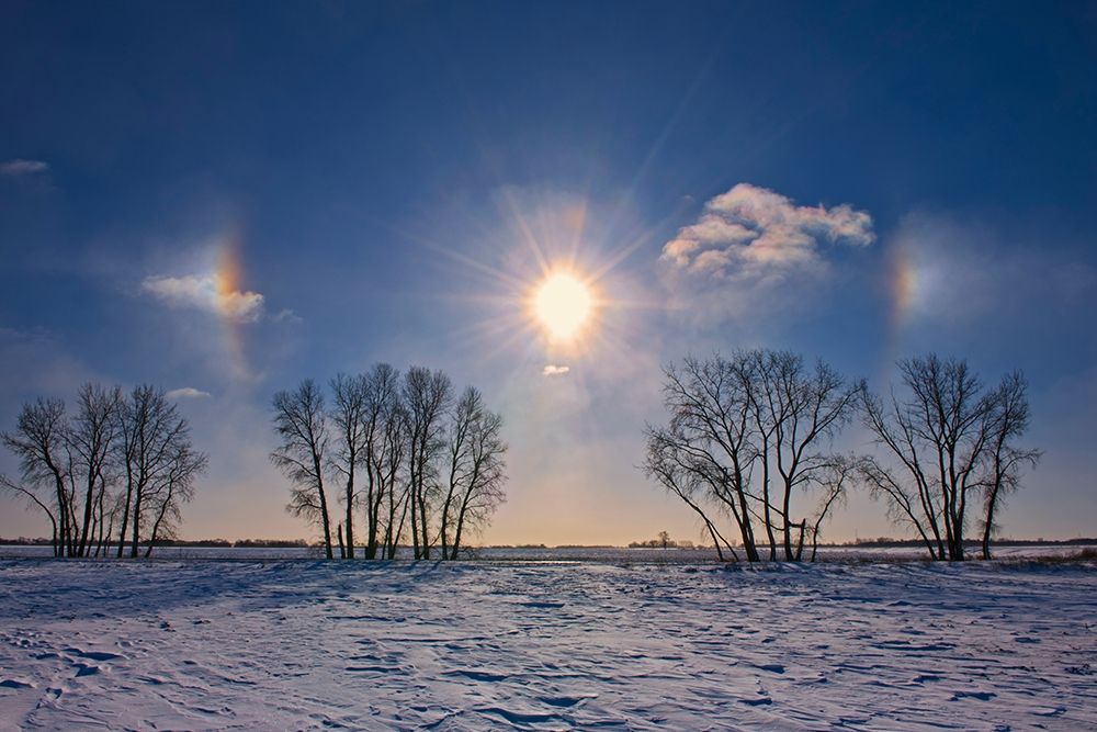 Art Print: Canada-Manitoba-Grande Pointe Sundogs and cottonwood trees